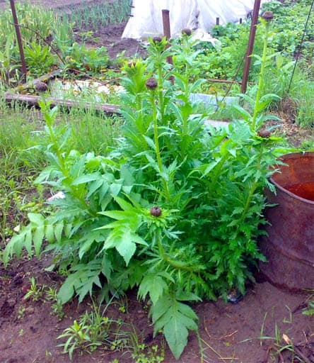 Leuzea carthamoides